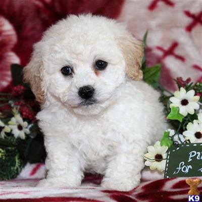 Bichon Frise Puppies for Sale