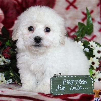 Bichon Frise Puppies for Sale