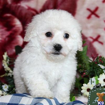 Bichon Frise Puppies for Sale