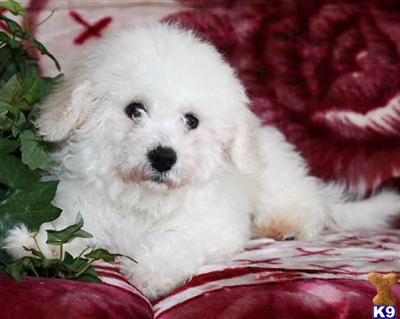 Bichon Frise Puppies for Sale