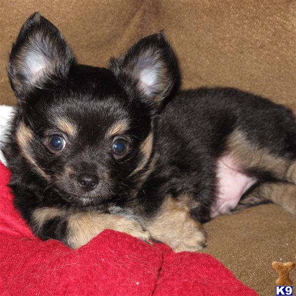 puppies for sale alabama document moved puppies for sale alabama document moved