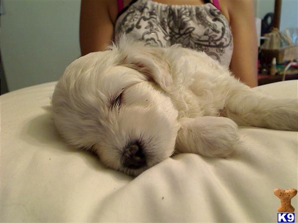 Bichon Frise Puppies