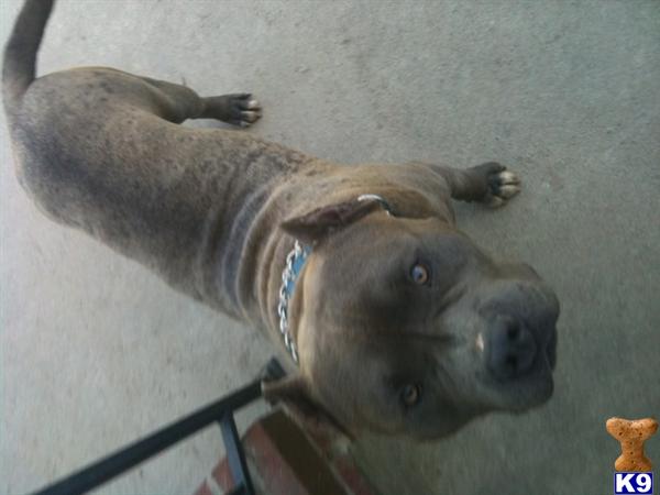 Puppies in Rialto