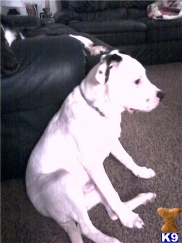 American Bulldog Puppies in AZ