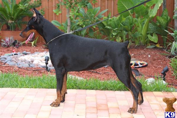 Doberman Pinscher Puppies