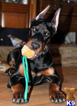 Doberman Pinscher Puppies
