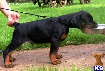 Doberman Pinscher Puppies