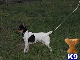 Toy Fox Terrier stud dog