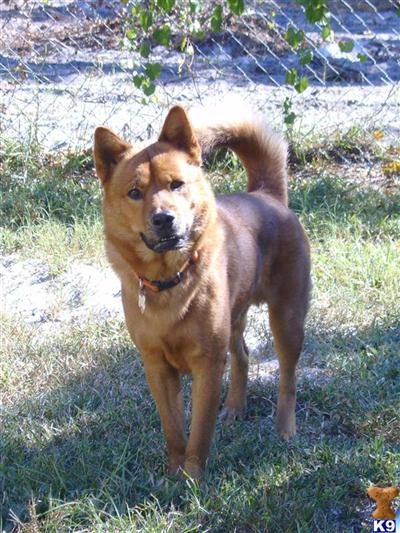 Stud Dogs - Mixed Breed