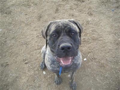 Dogs for Sale in NV