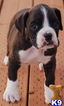 Puppies in NV