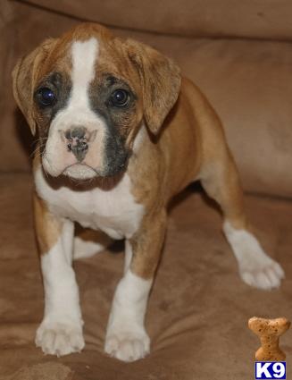 Puppies in NV