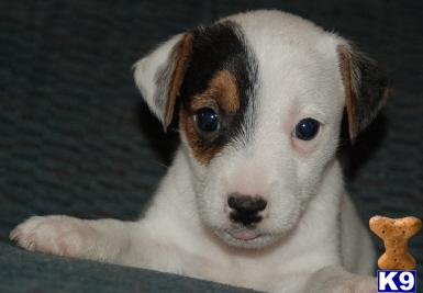 Parson Russell Terrier Puppies for Sale