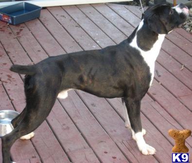 Dogs - Boxer