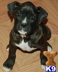 Puppies in NV