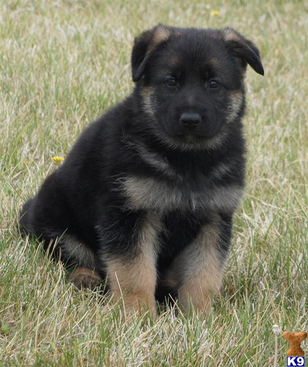Puppies in NV