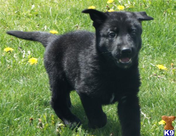 Puppies in NV