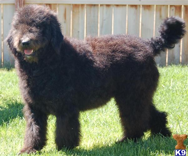 Dogs for Sale