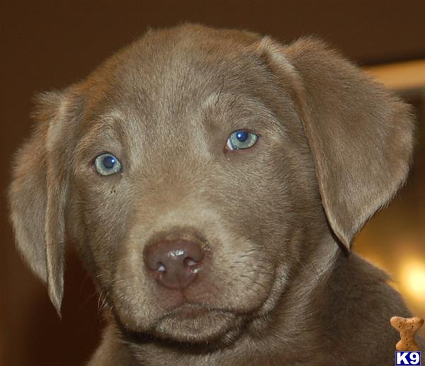 Labrador Retriever Puppies