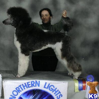 Dogs for Sale