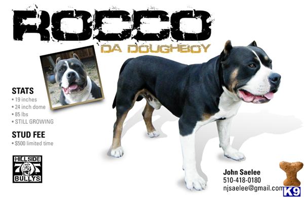 Stud Dogs in CA