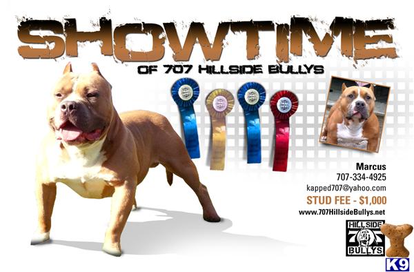 Stud Dogs in CA