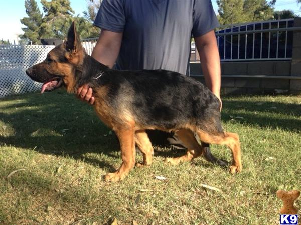German Shepherd Puppies in CA