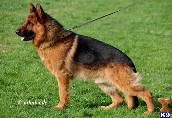 Stud Dogs - German Shepherd