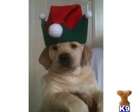 Labrador Retriever Puppies in TX