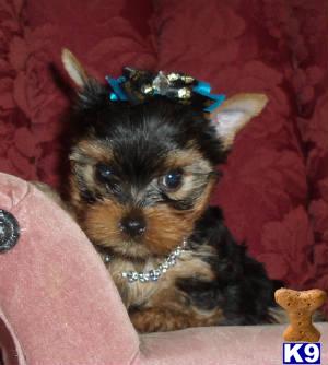 Puppies in SD