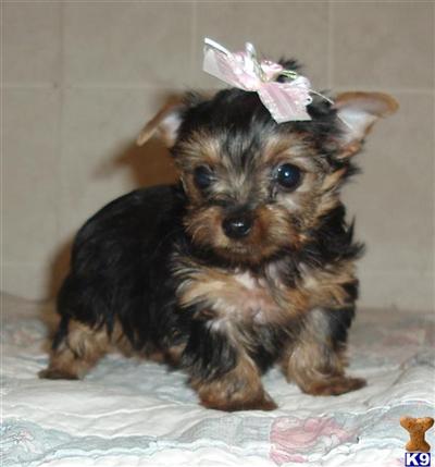 Puppies in SD