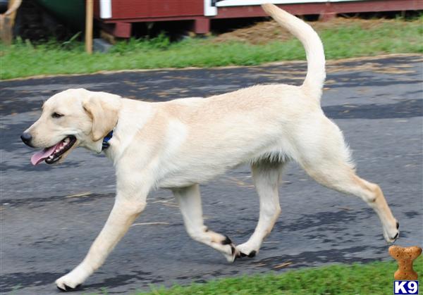 Dogs for Sale in VA