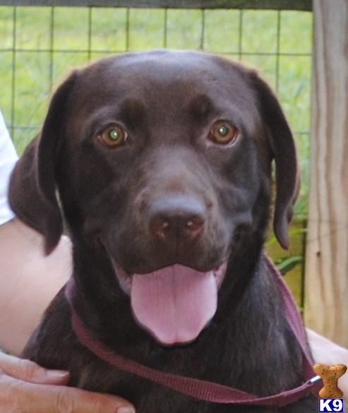 Dogs for Sale in VA