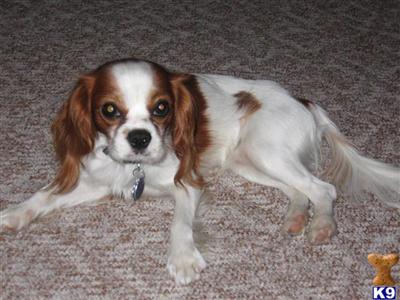 Stud Dogs - Cavalier King Charles Spaniel