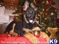 Puppies in Henagar
