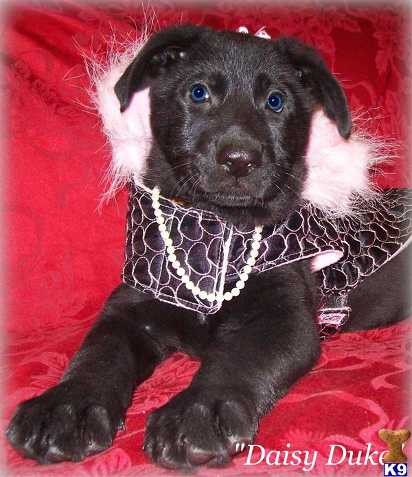 Puppies in Henagar