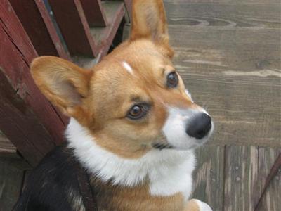 Stud Dogs - Pembroke Welsh Corgi