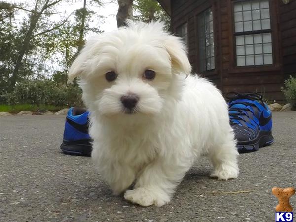 maltese puppies for sale in california maltese puppies for sale in california maltese puppies for sale in california maltese puppies for sale in california