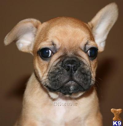 French Bulldog Puppies for Sale