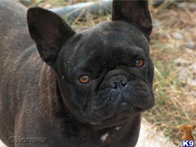 French Bulldog Puppies for Sale