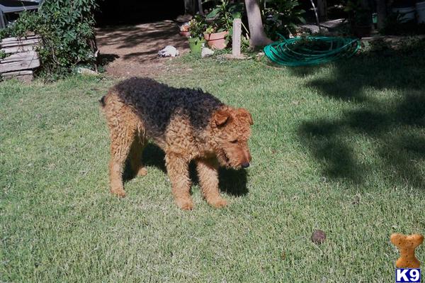 Airedale Terrier Puppies