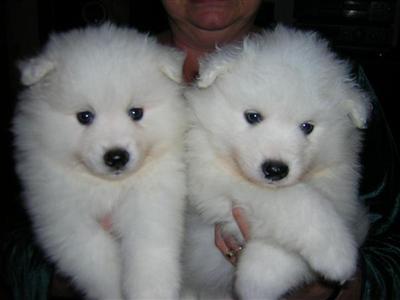 Puppies in MN