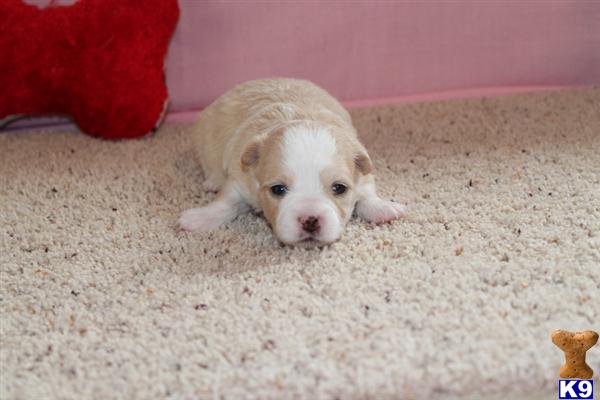 Puppies in MO