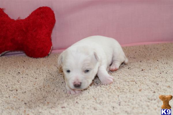 Puppies in MO