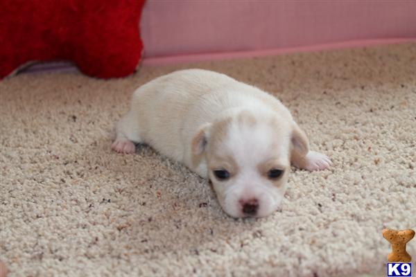 Puppies in MO