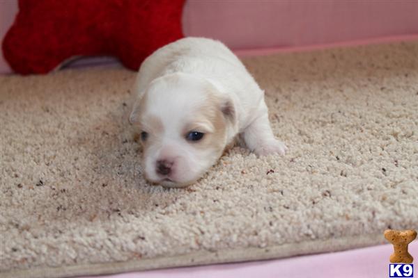 Puppies in MO