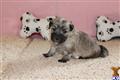 Havanese