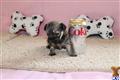 Havanese