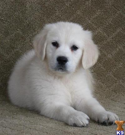 Puppies for Sale