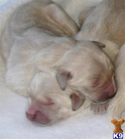 Puppies for Sale